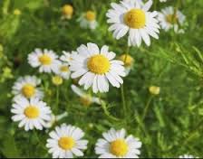 Chemomile